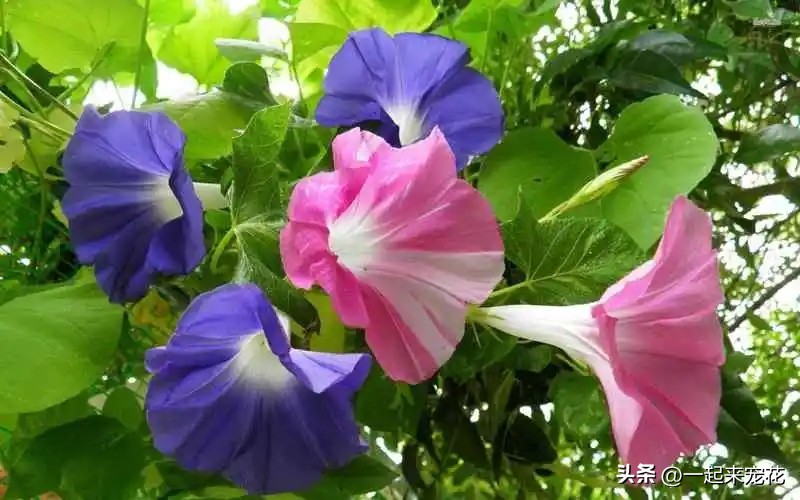 四季最好养的10种花,适合夏天养的3种花耐热又耐旱