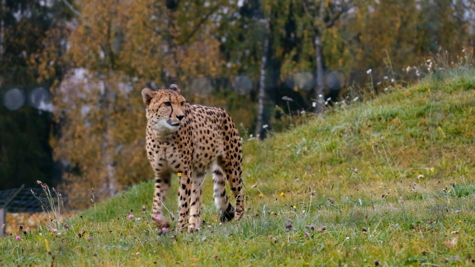 猎豹可以打过人类吗,如果在野外遇到猎豹怎么办