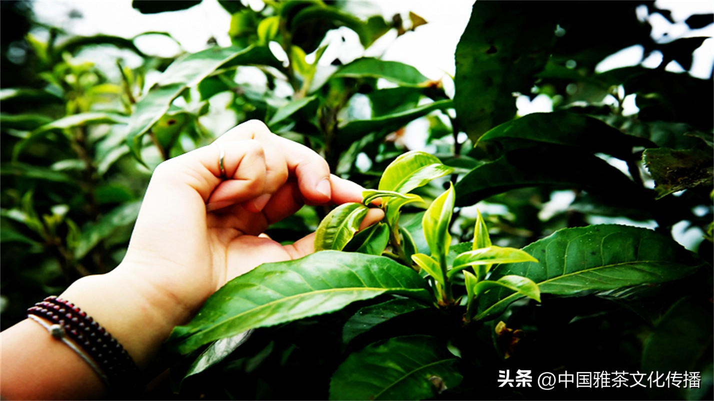 世事浮华岁月喧嚣,岁月如歌谁与共浮华若梦