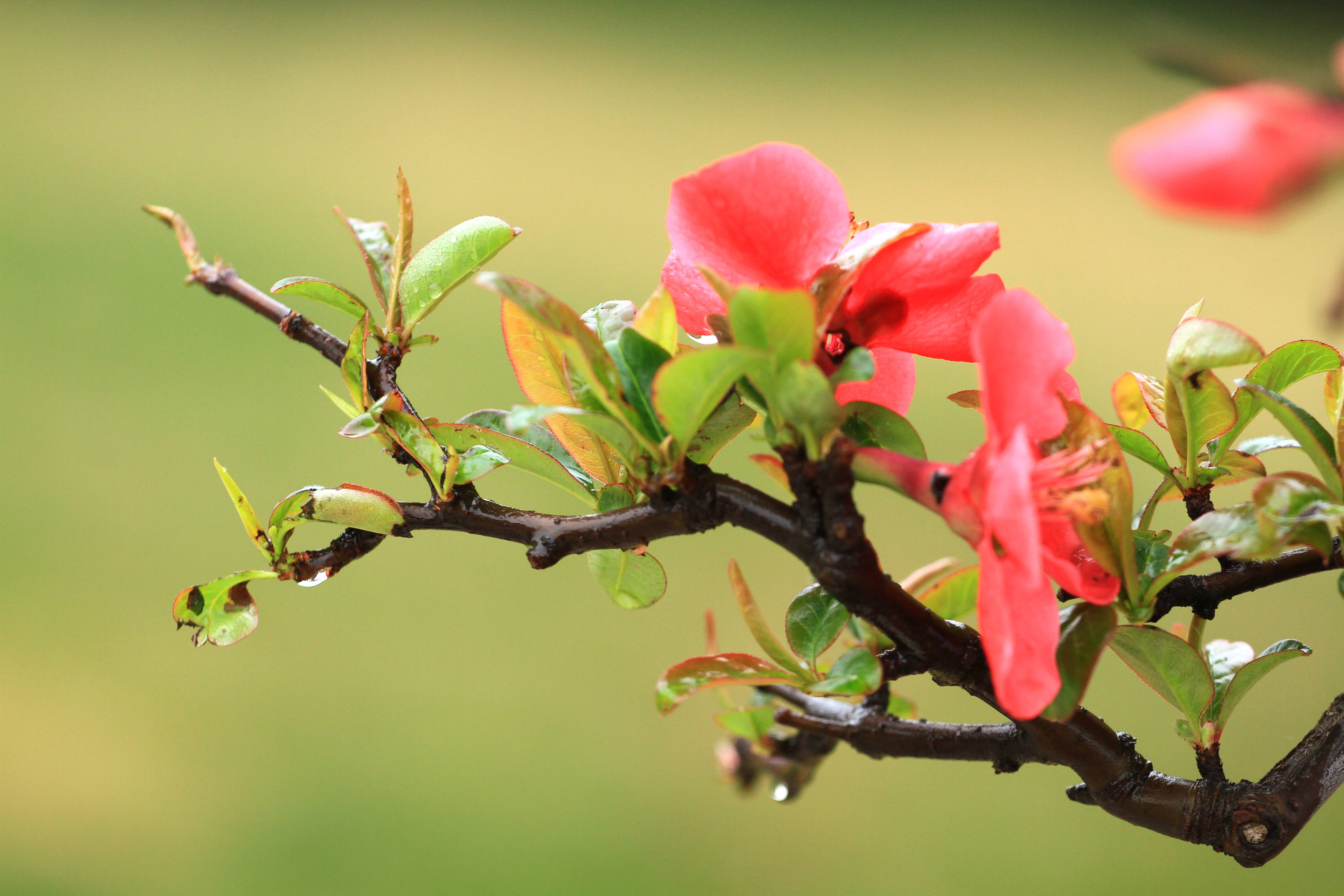 8首经典春雨诗词大全,春雨最美句子简短唯美诗句