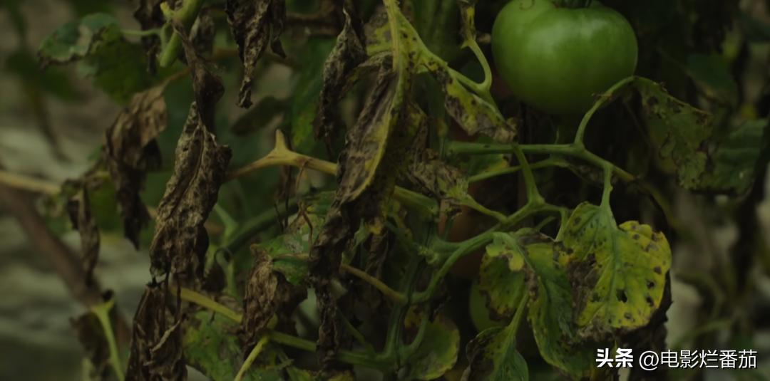 豆瓣9.0，日本乡间简素的一餐一饭，治好了无数人的“精神内耗”