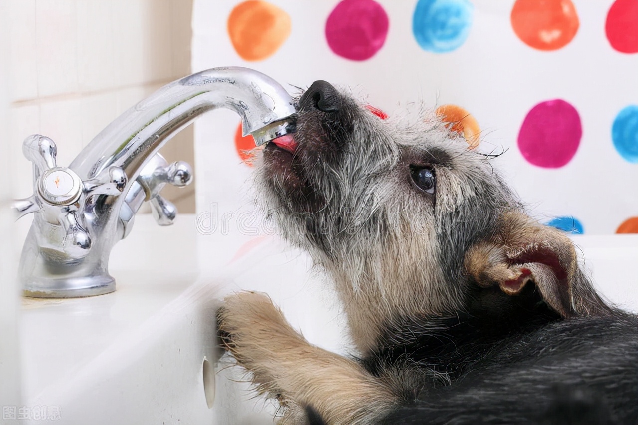 如何解决狗狗不吃东西,狗狗不爱喝水小妙招