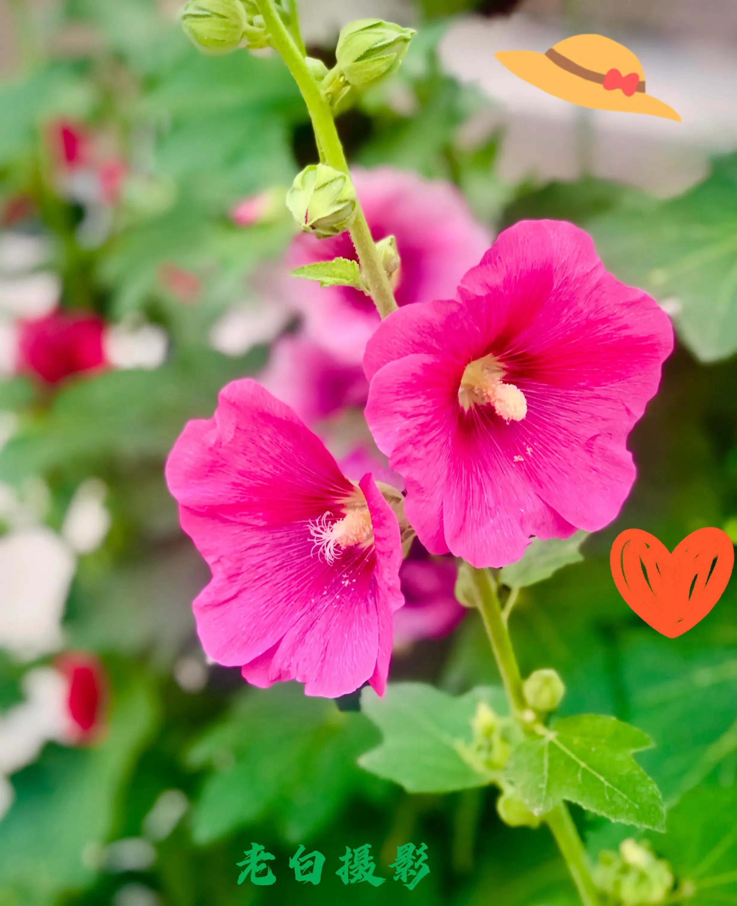 生活的极致就是化繁为简,极简是一种生活态度越简单越精致