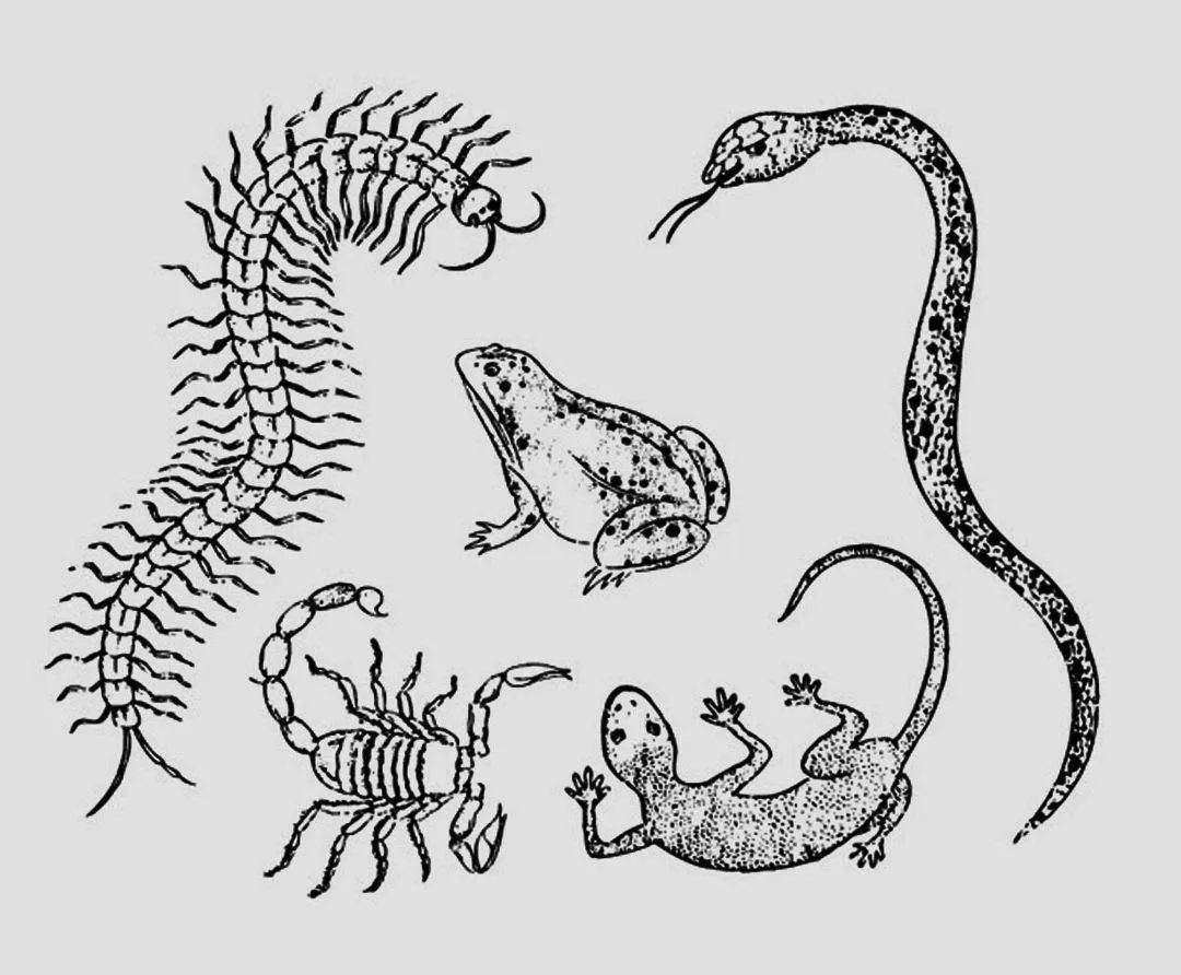 家里进了壁虎可以不理吗,家有壁虎需要留住吗