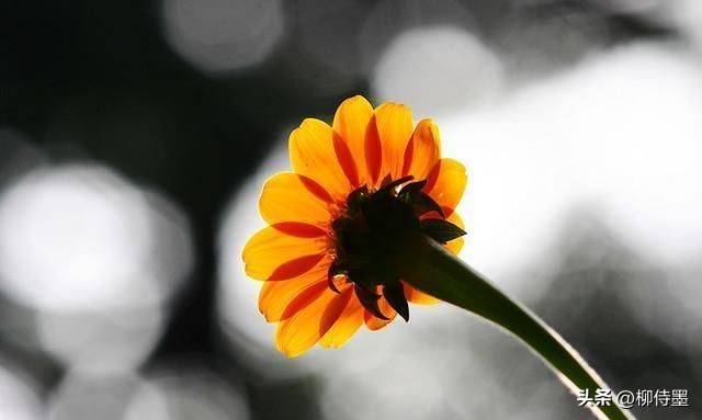 手机专业摄影拍照技巧教程,专业摄影大师拍照技巧