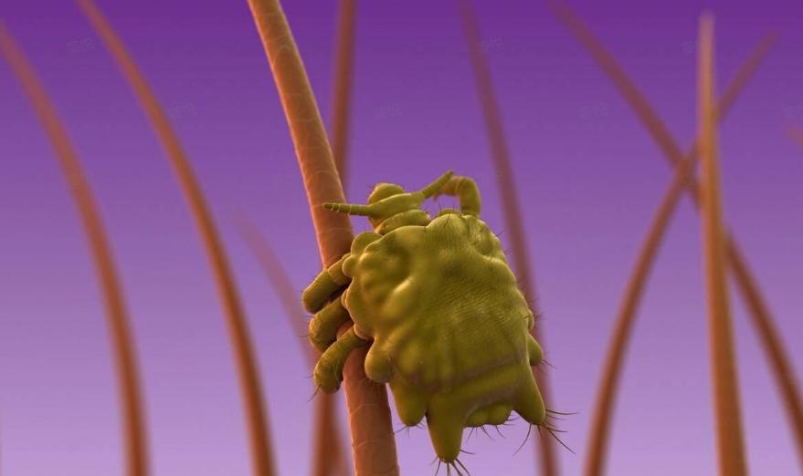 头发是卷的为啥眉毛是直的,头发自然卷毛怎么自己长直发