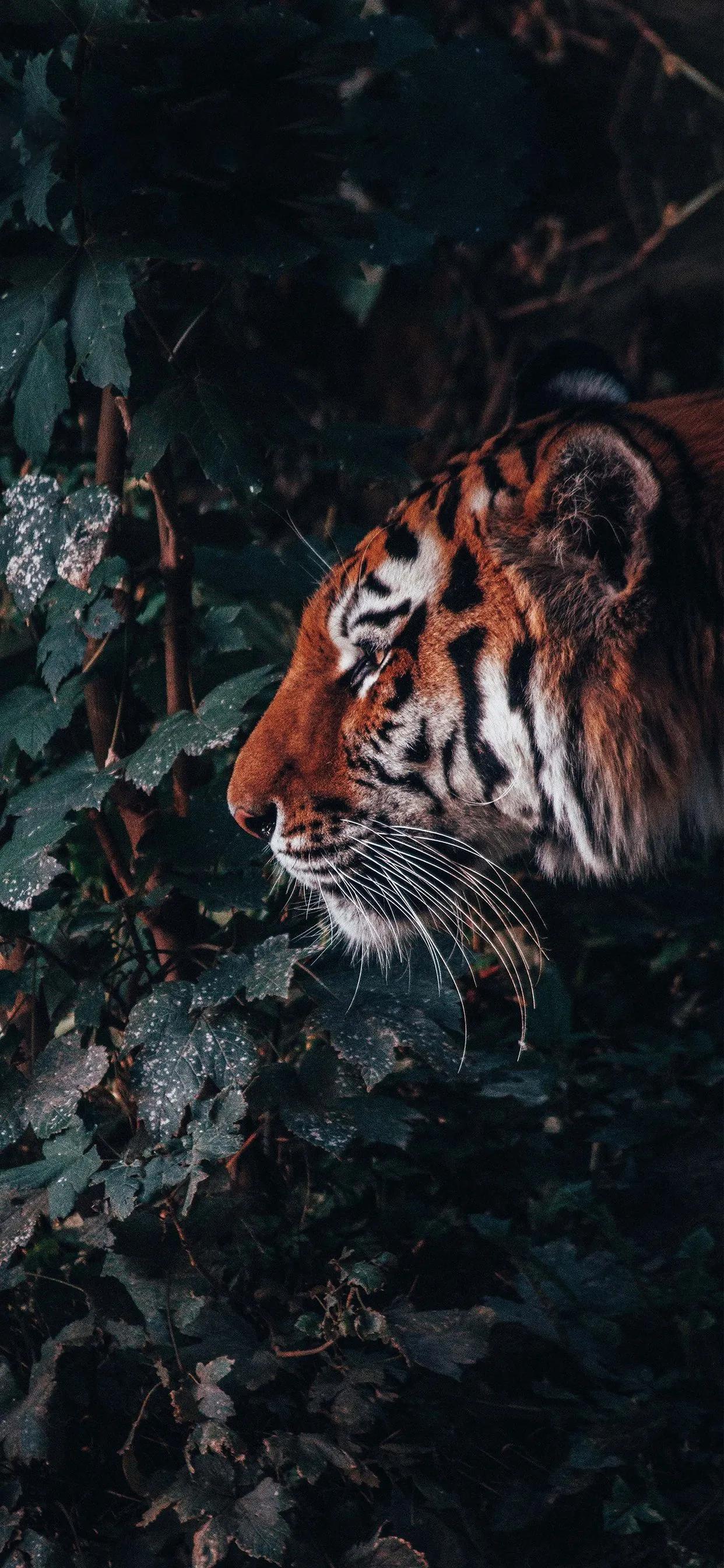 猛兽壁纸,猛兽壁纸霸气