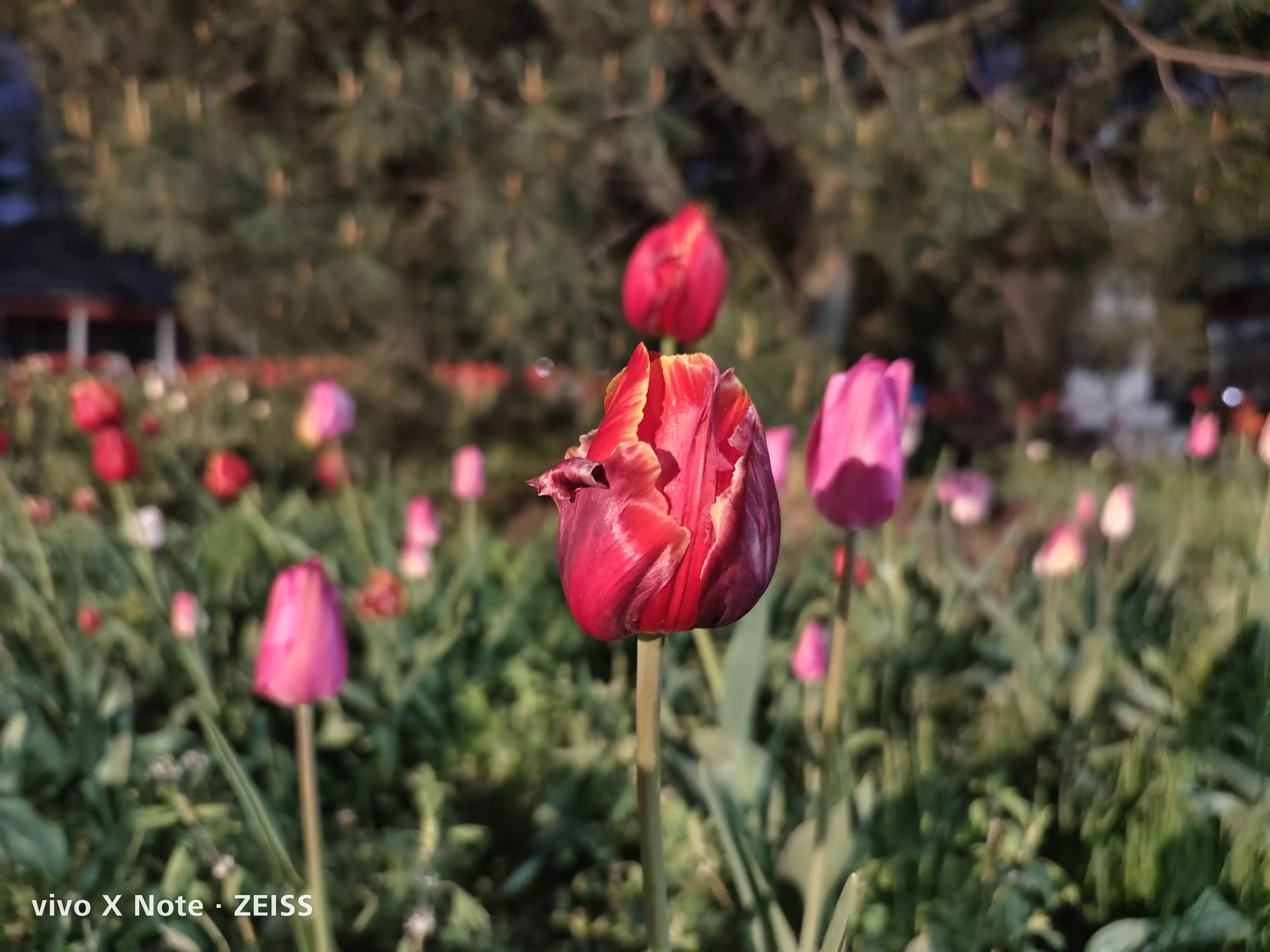 vivoxnote日常使用体验,vivoxnote使用几个月真实感受