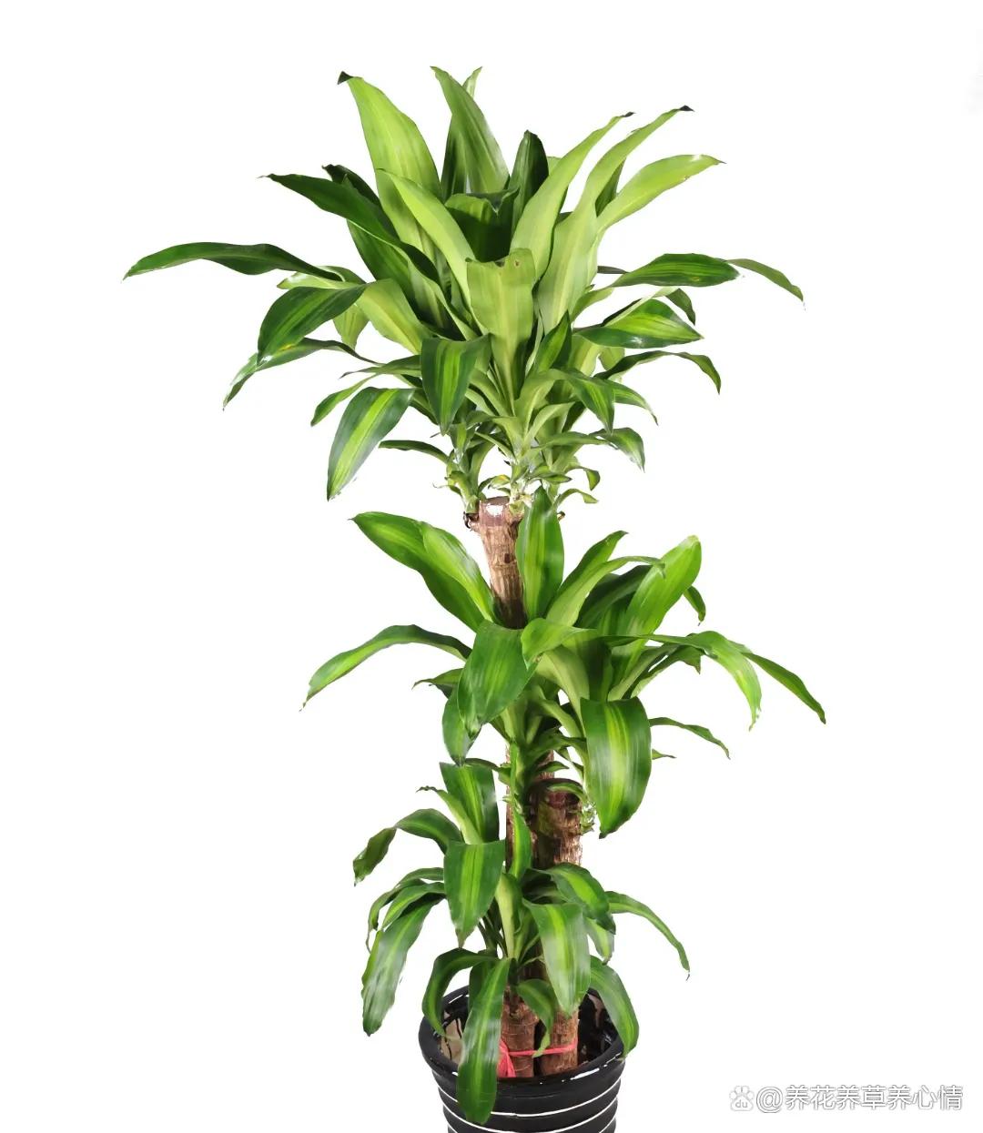 适合家里的高端绿植有哪些,最适合家里的绿植