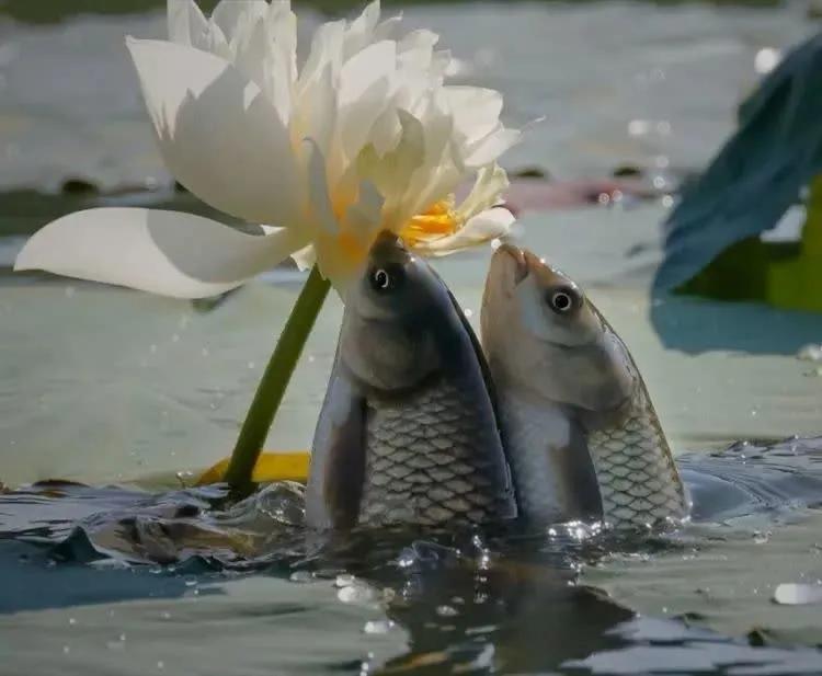 创作原创小诗歌,原创诗歌作品爱情