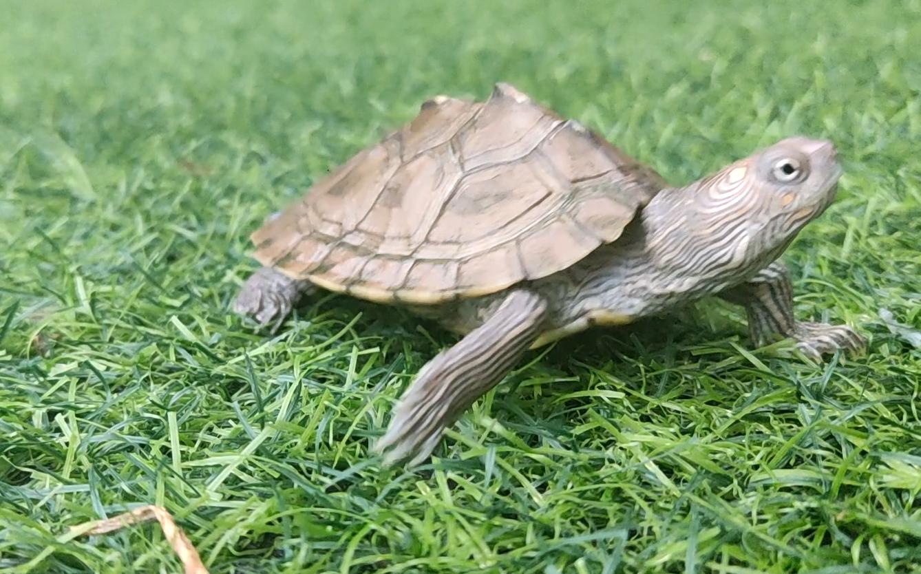 刚到家的地图龟怎么养,地图龟新手怎么养