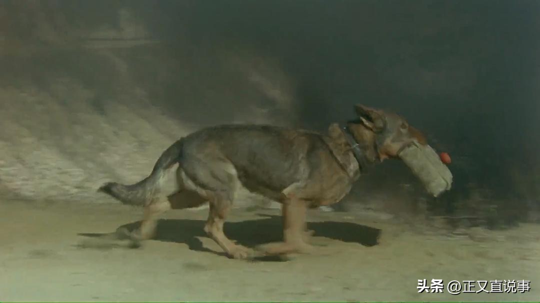 立功警犬被伤,功勋犬拍戏被炸死驯养员哭出血