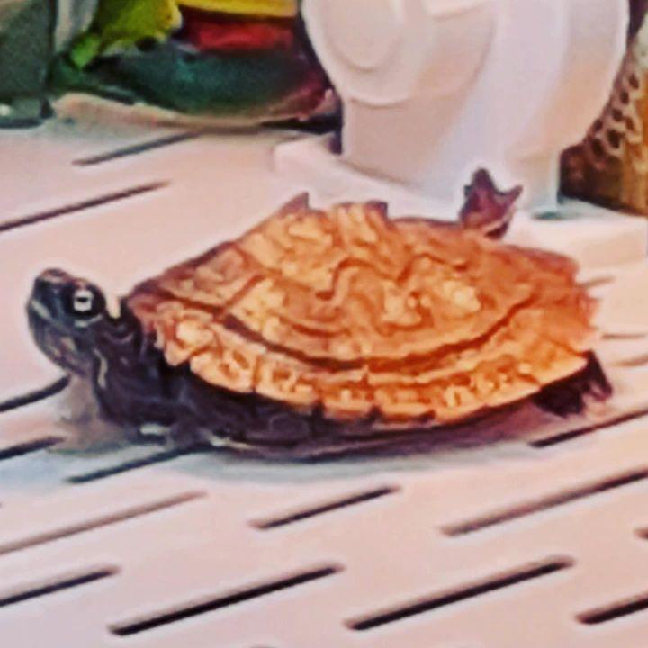 地图龟对水质有什么要求,地图龟对水质有要求吗