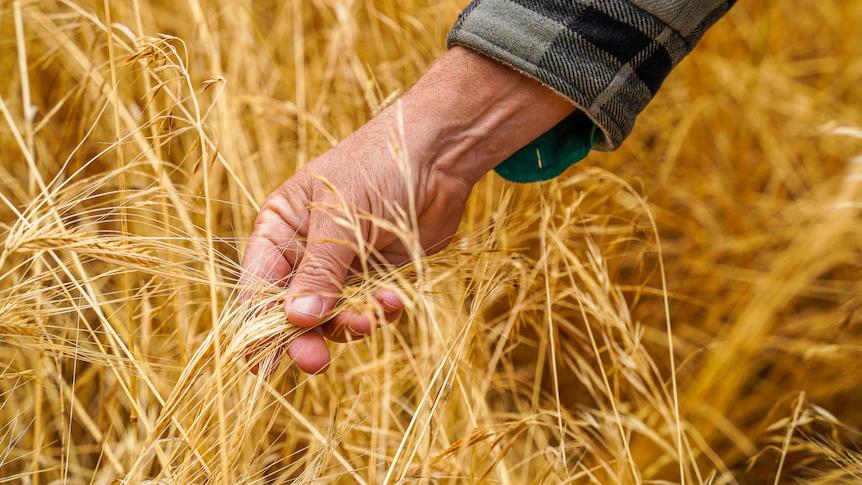 中澳两国贸易额,2023年中澳贸易额