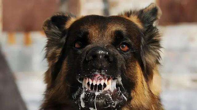 狗狗患上狂犬病的六种表现,狗狗出现什么症状说明是狂犬病