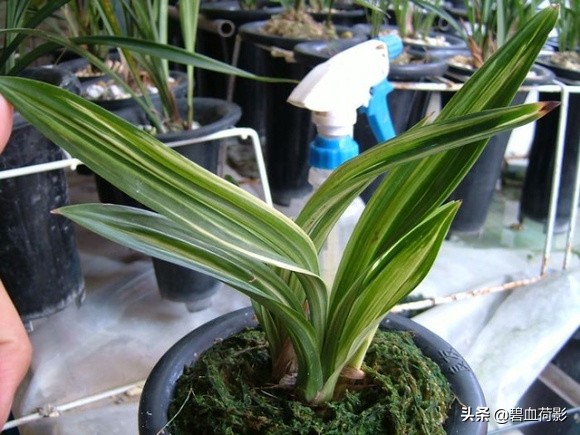 达摩兰花多少钱一盆,达摩墨兰多少钱一盆