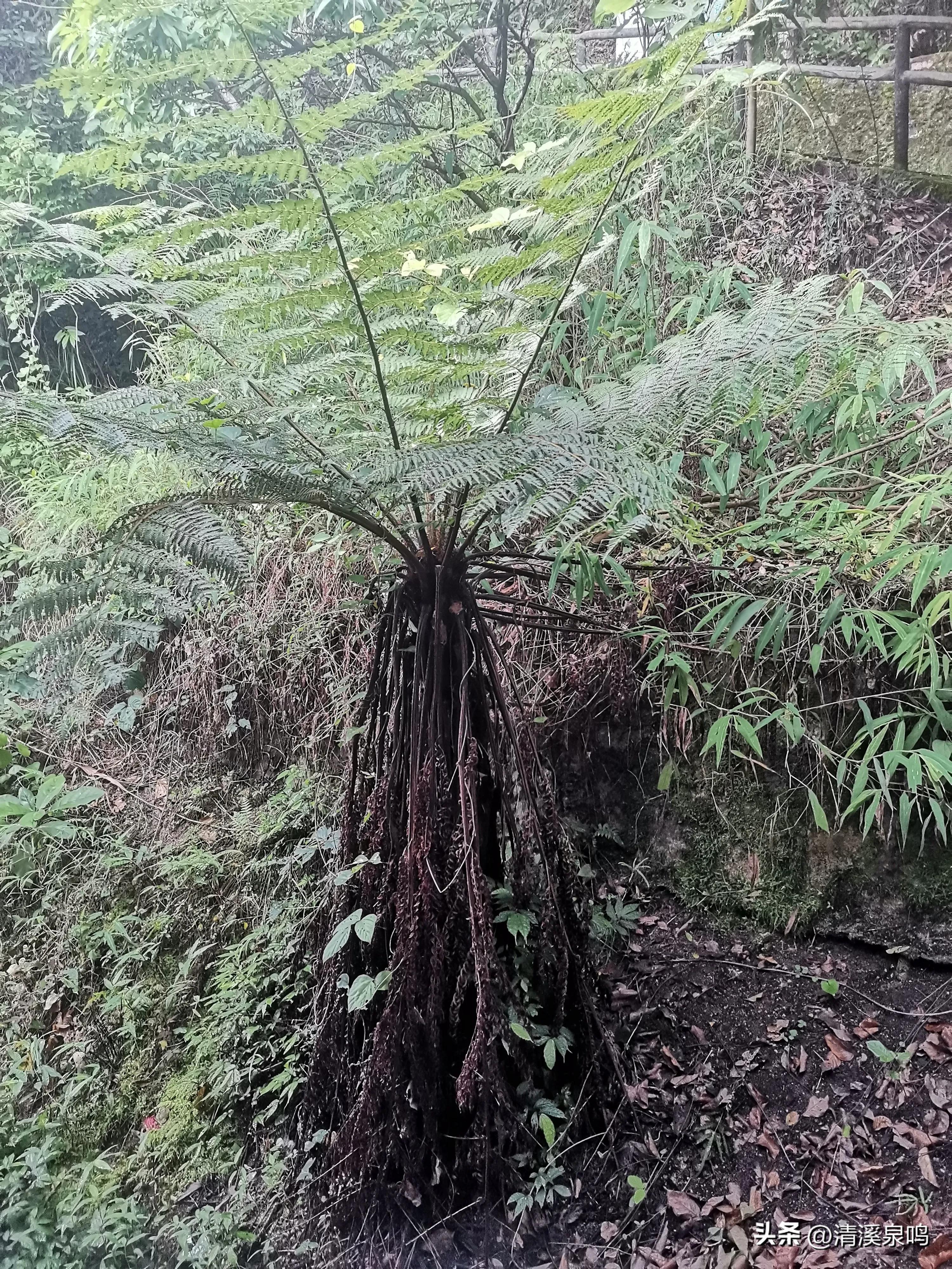白水寨亲瀑台,白水寨瀑布最佳观景台多高