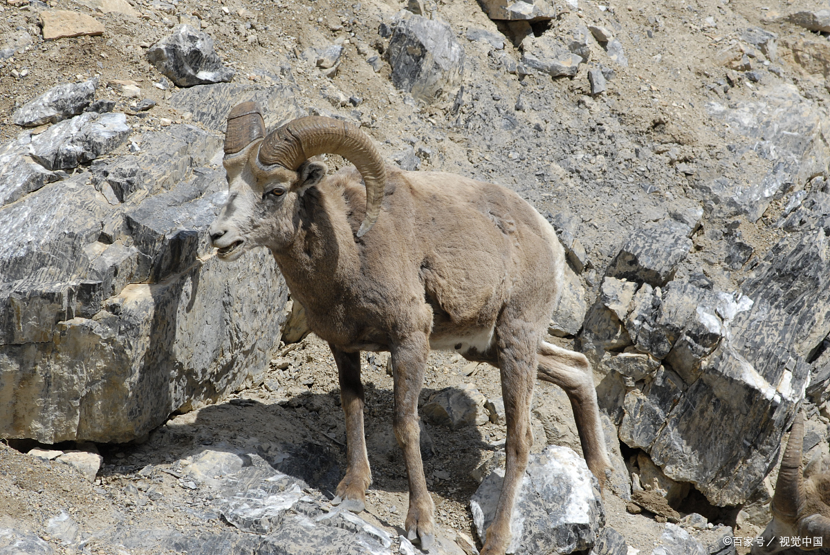 海南省海口市十大特产,海口特产最好品牌有哪些