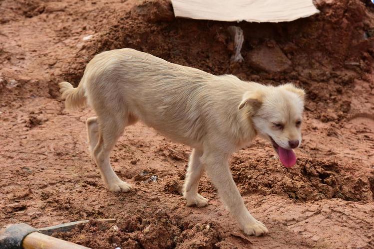 狗狗肚子有虫会传给人吗,狗狗肚子有虫会不会晚上不睡觉