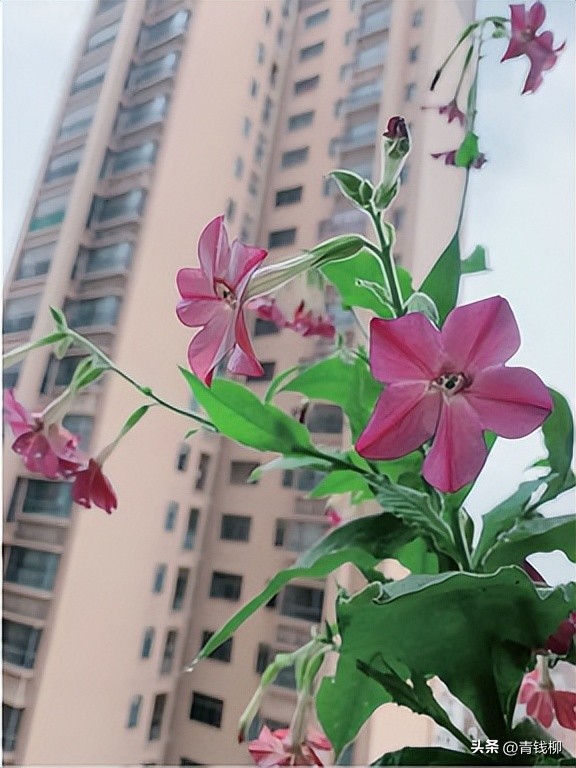 耐阴的花草怎么养,怎么养好阳台的花草