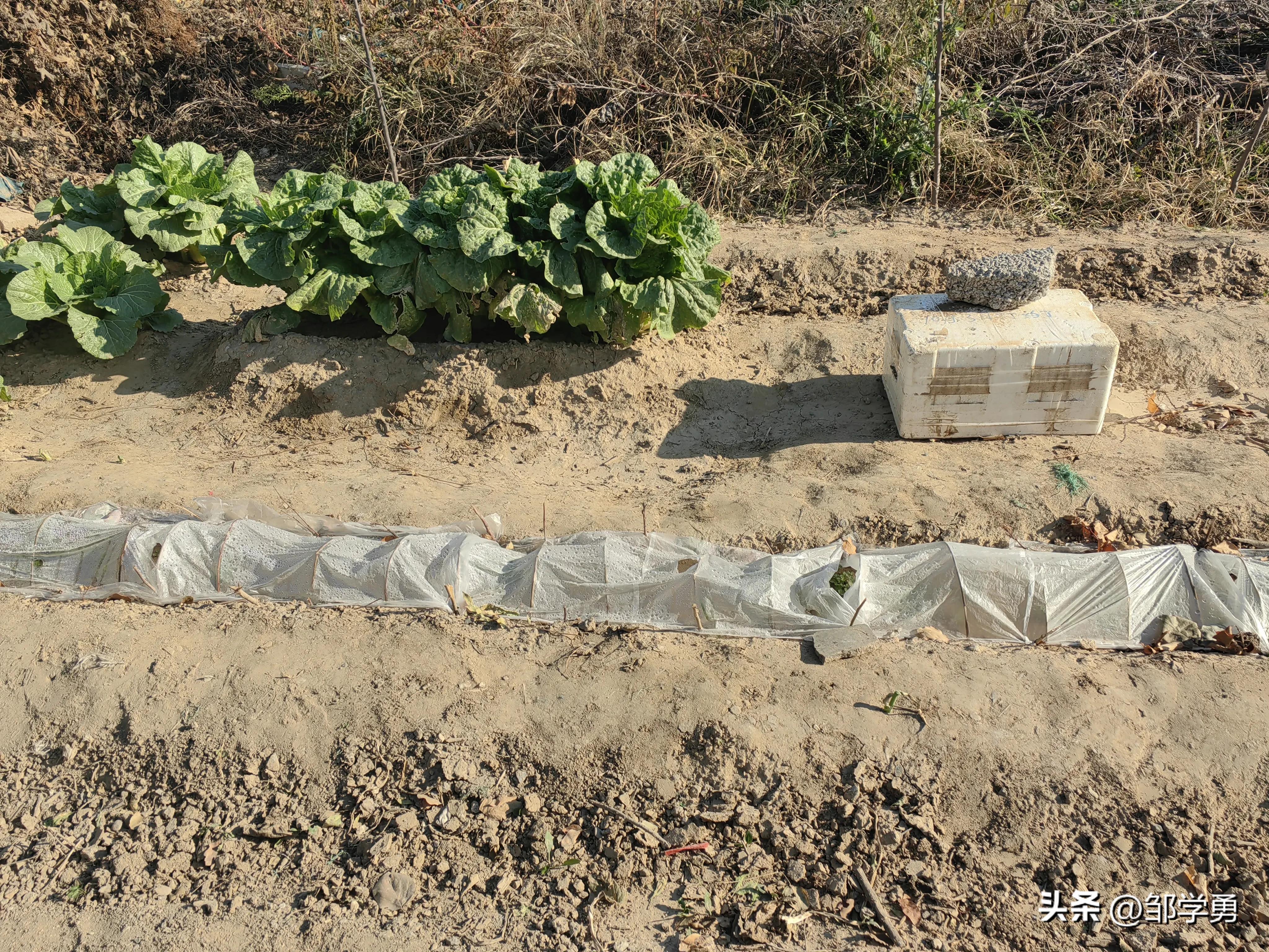 晨跑有悟:当土埋的越多时,你感受到什么?