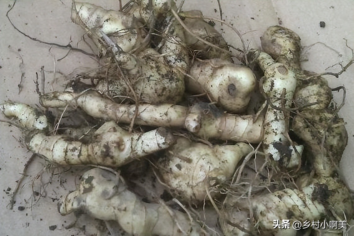 俗称小人参的植物煲汤,鸡头参怎么做药用价值最大