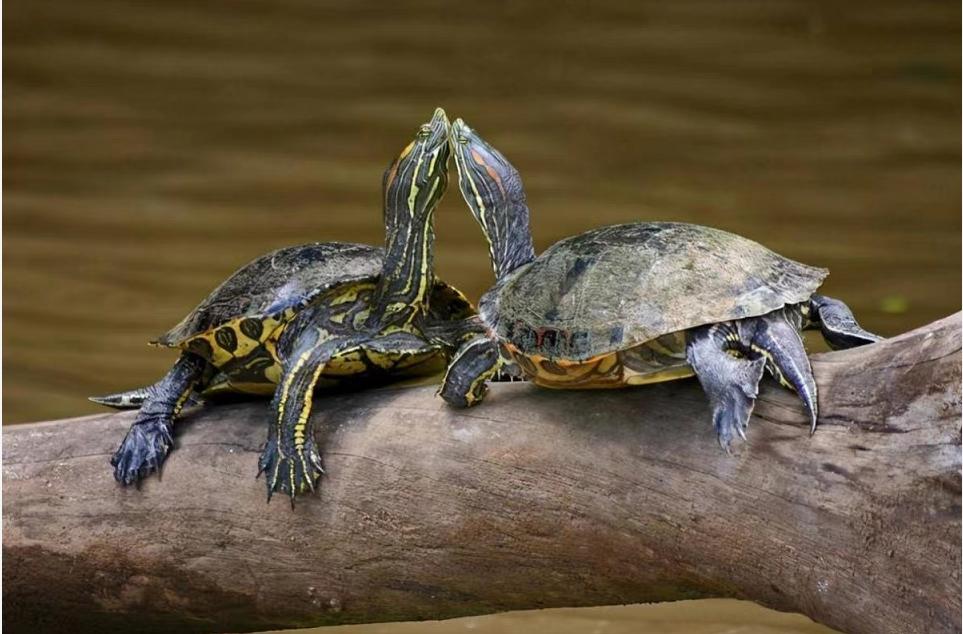 巴西龟都是入侵物种吗,巴西龟泛滥成灾警惕外来生物入侵