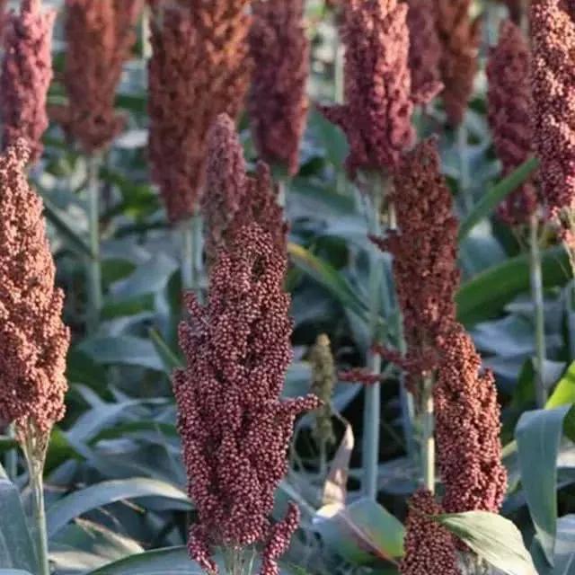 高粱品种图片大全,高粱乌米图片