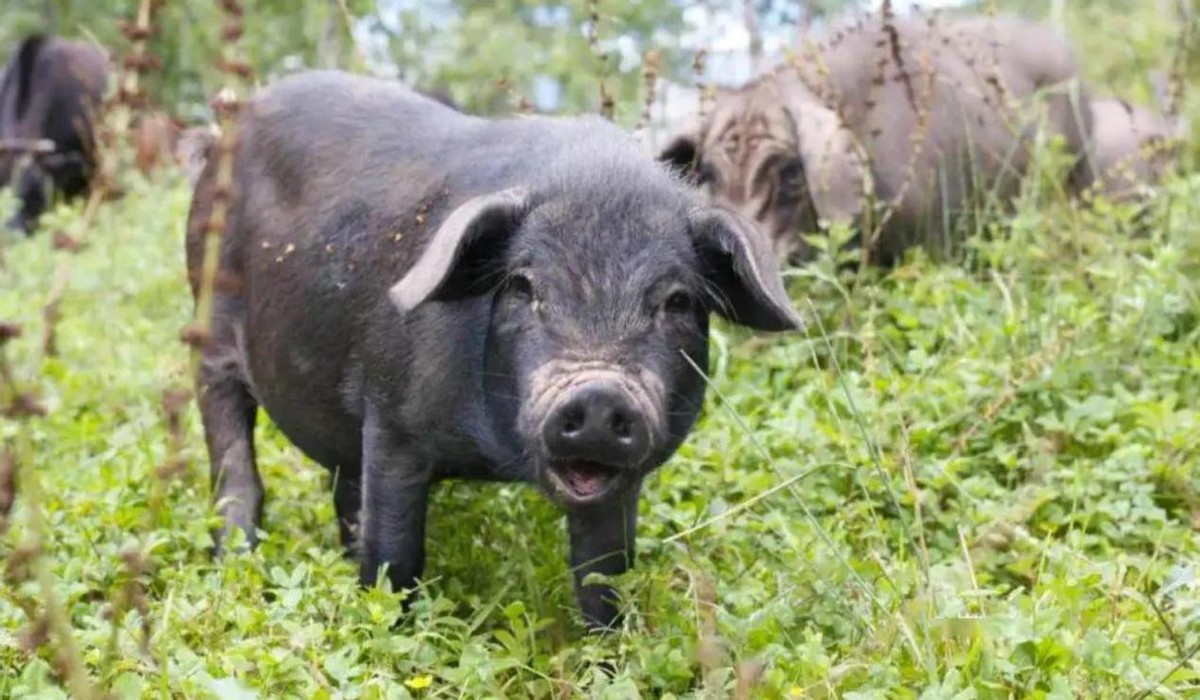 全国猪肉产地在哪里,正宗黑土猪肉产地哪最好