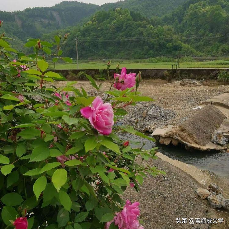 五下课外五首古诗,五下古诗第五首