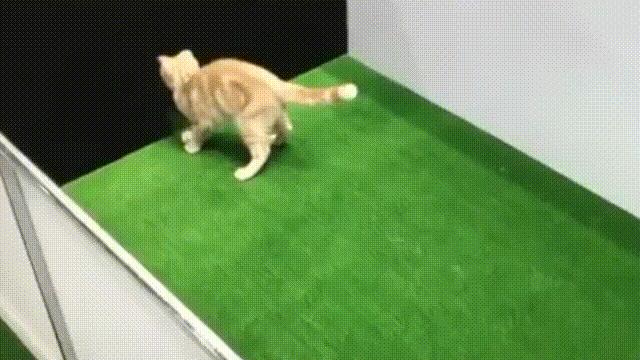 液体猫是真的吗,为什么都说猫咪是液体猫