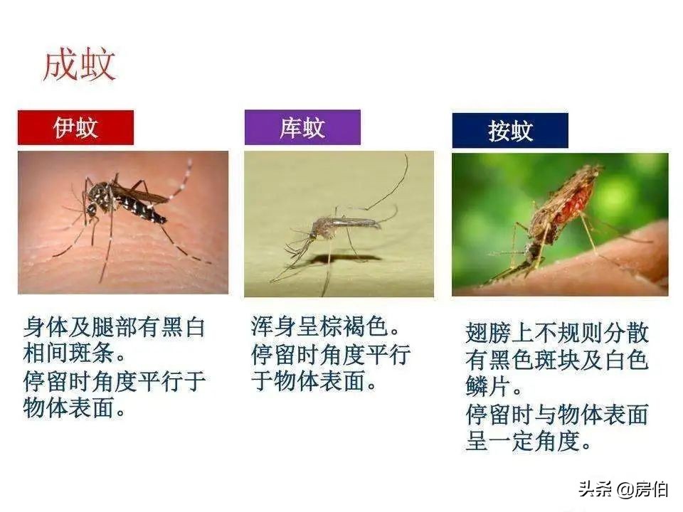 如何防蚊子叮咬小妙招,怎样防蚊子叮咬最有效的方法