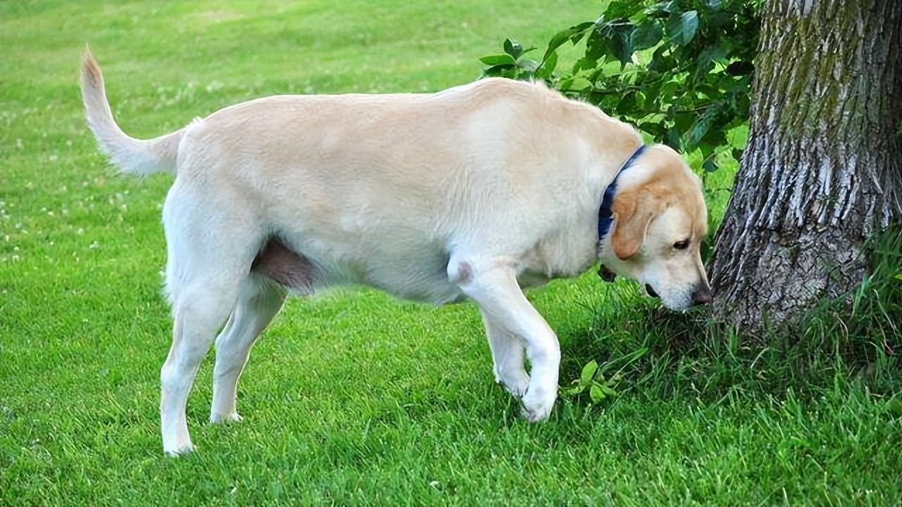 养狗新手该养啥宠物好呢,新手养狗不建议养这四种