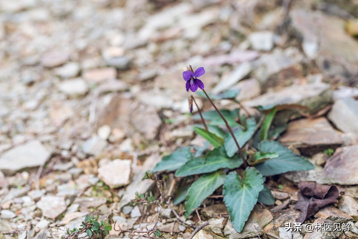 前列腺炎寒湿淤堵,气血淤阻前列腺炎