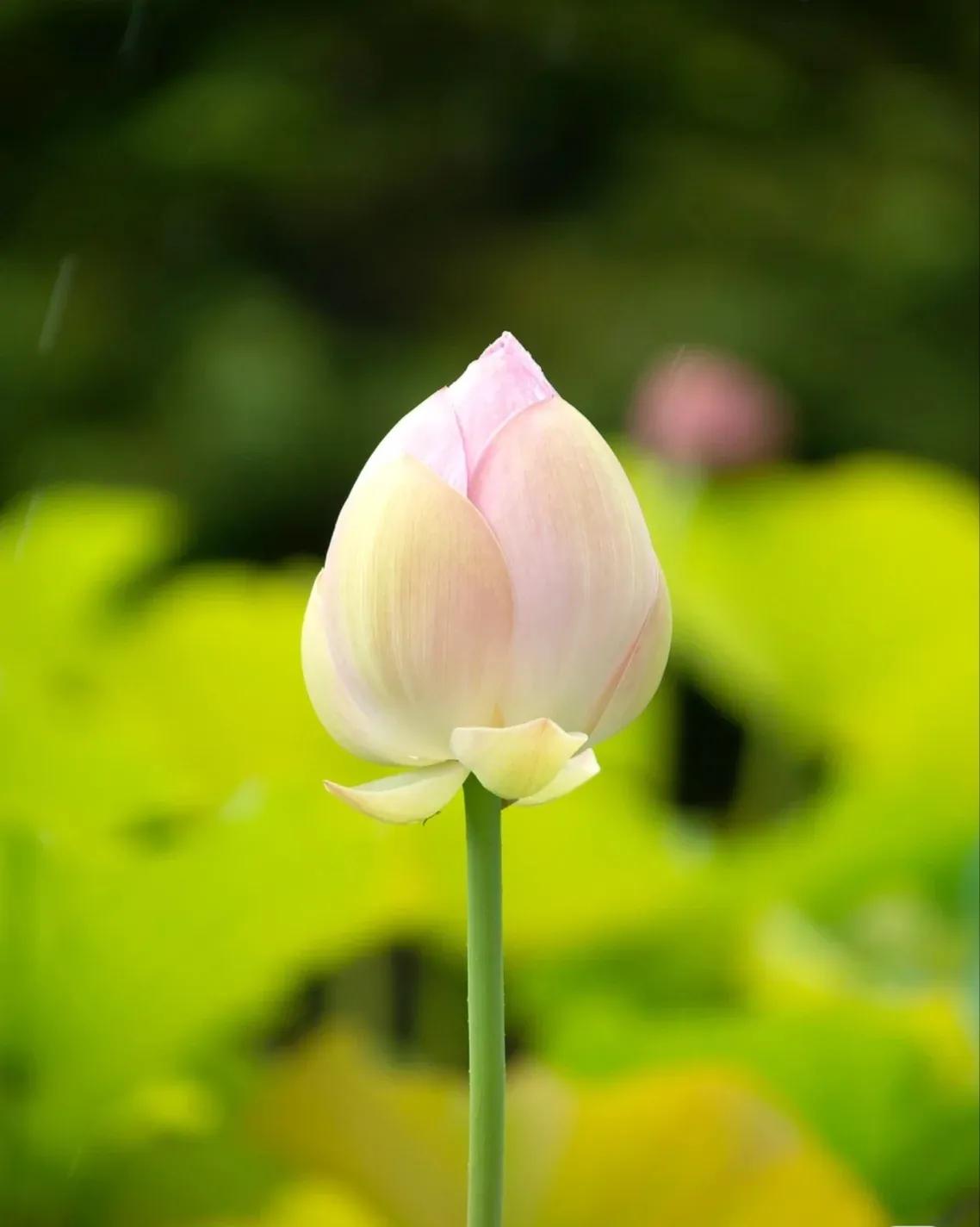 无穷莲叶，精彩纷呈