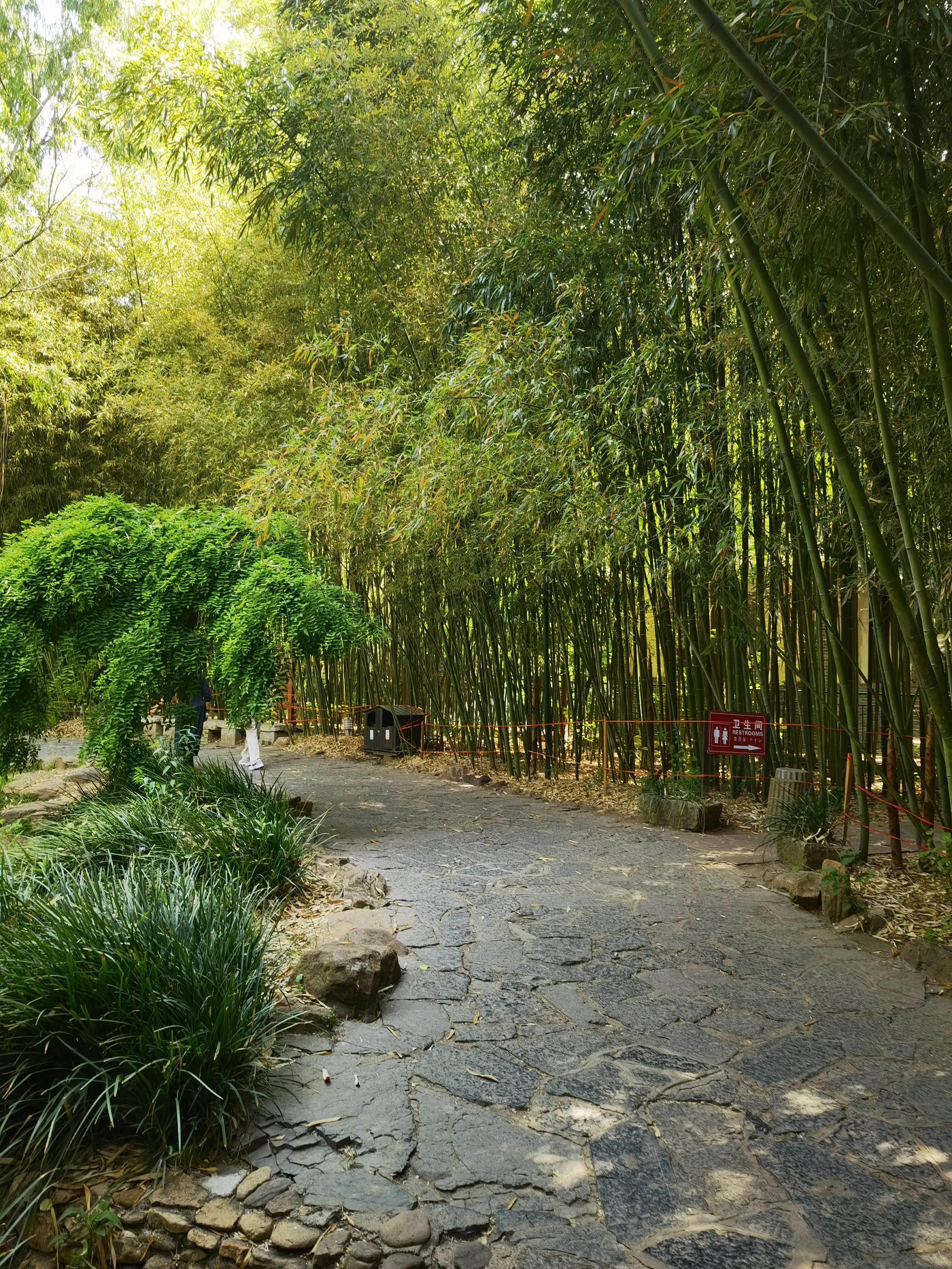 山东自驾游竹林小镇,五一自驾游推荐洞林湖