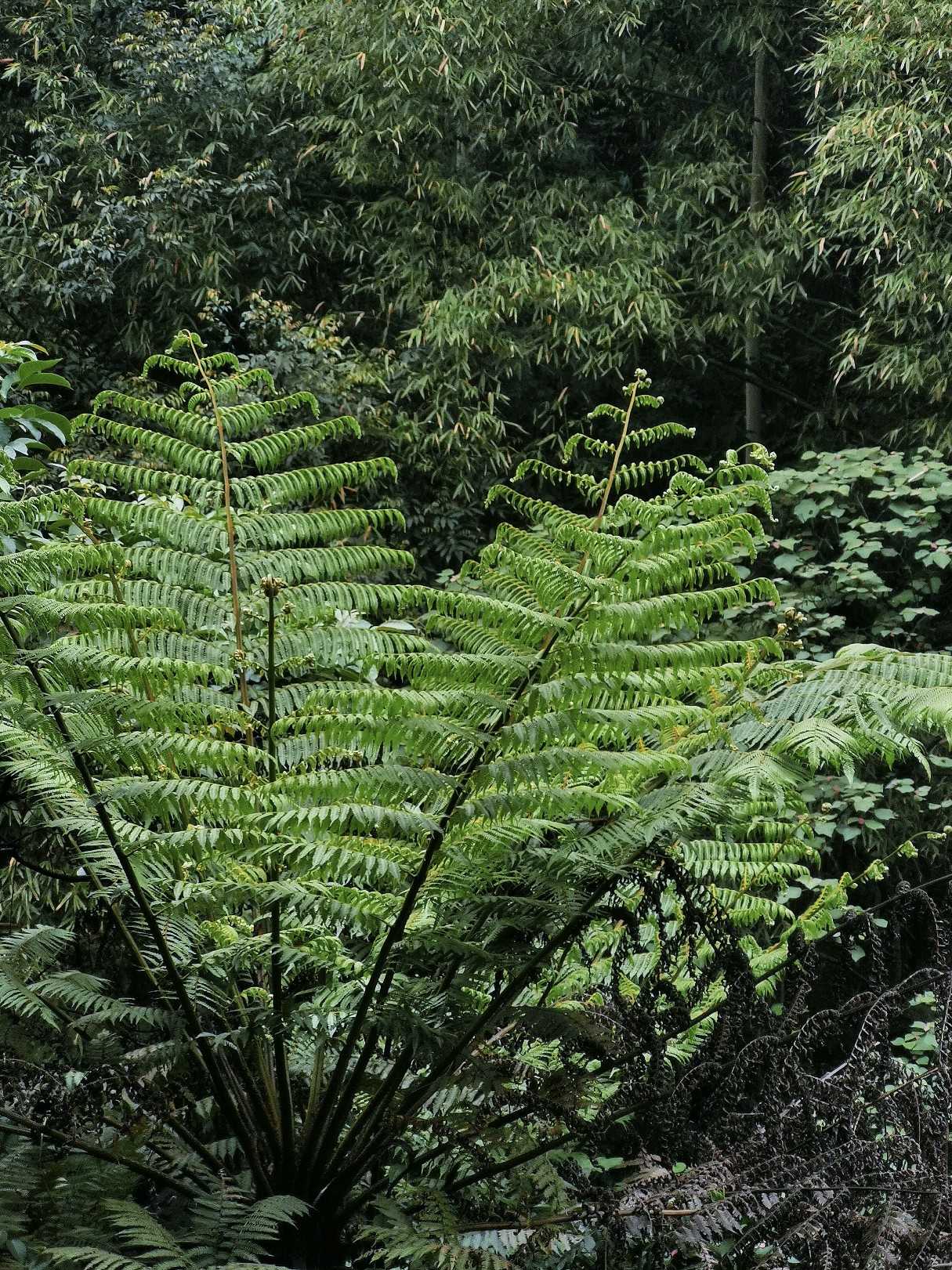乐山异国风情打卡新去处,乐山游玩攻略及人文风情
