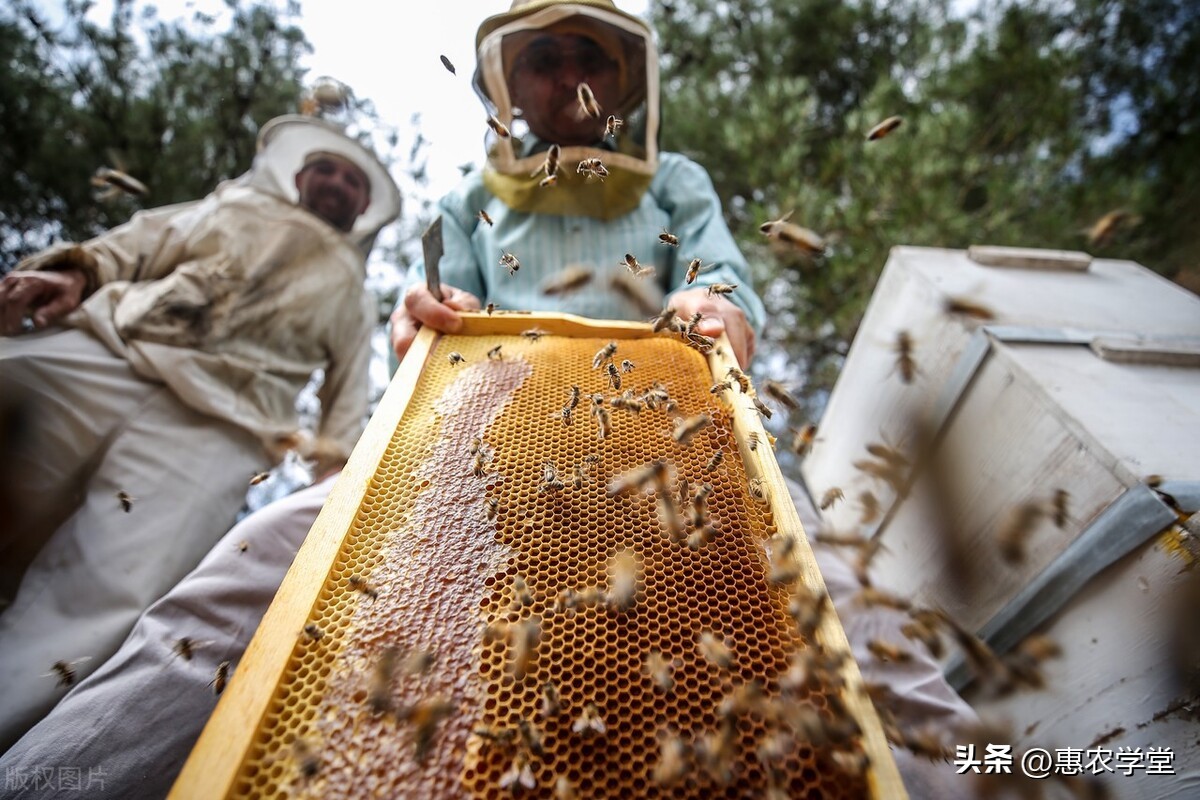 多少钱一斤的蜂蜜才是真蜂蜜,蜂蜜几年过期怎样辨认真假蜂蜜