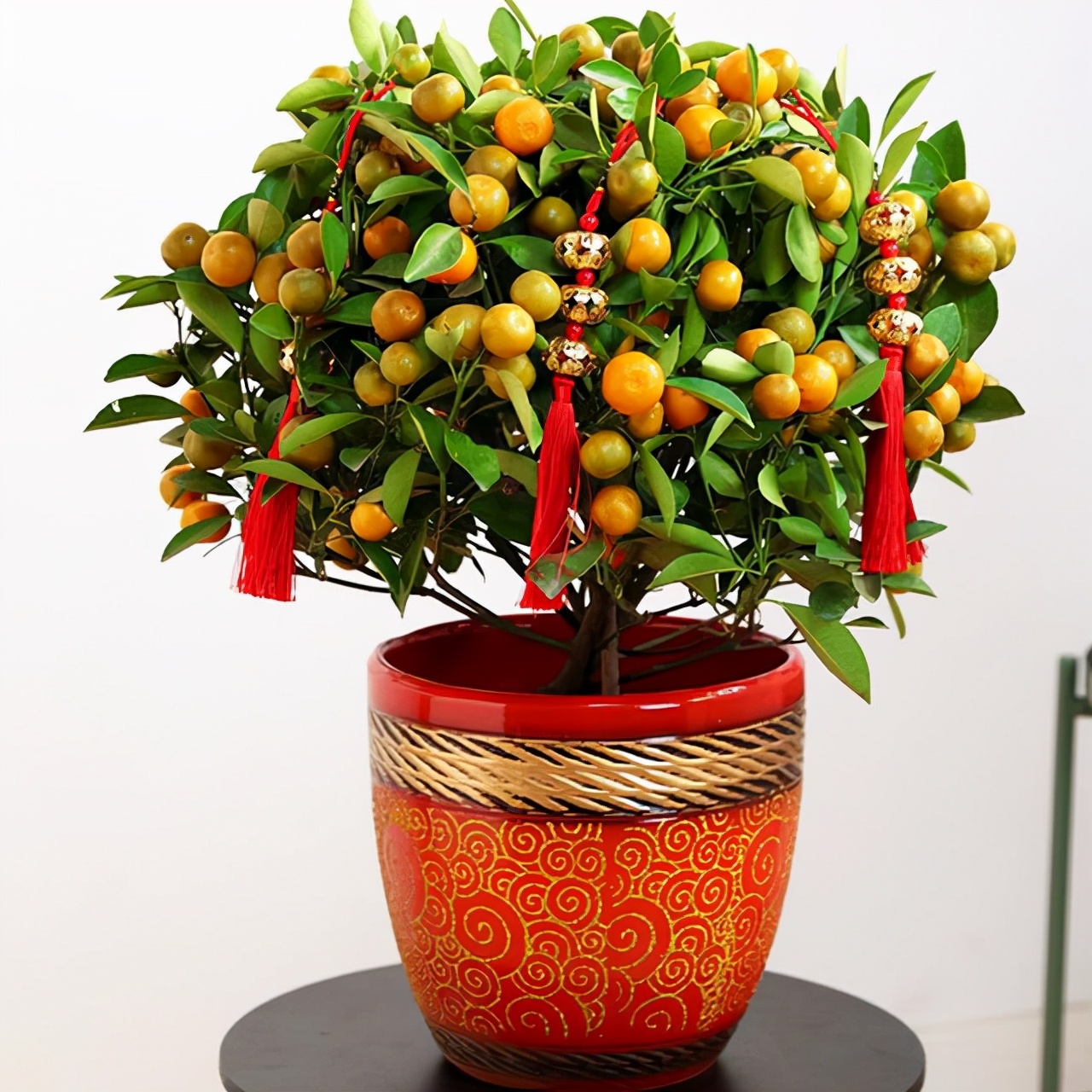 6种漂亮的富贵花好养好看还招财,6种长寿花能活一百年漂亮又吉利