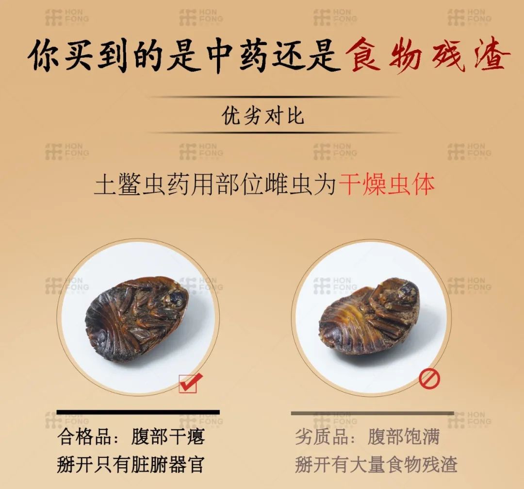 雄土鳖虫可以入药吗,土鳖虫为什么只能用雌虫