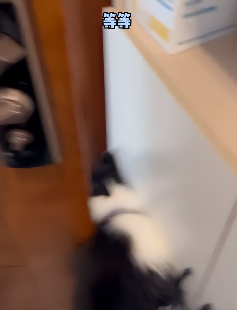 搜救犬起什么名字合适,搜救犬名字怎么取