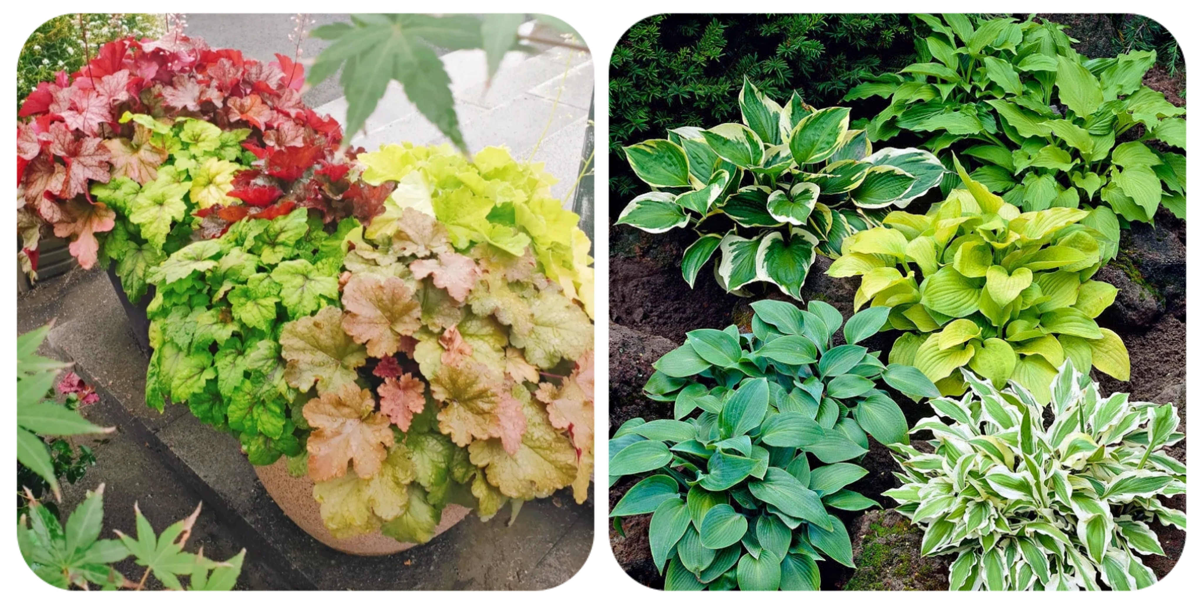 100种花能养在阳台上，50种开花的，40种绿植，10种蔬果