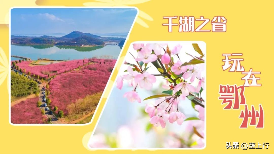 湖北春季赏花攻略十大赏花路线,叮你有一份礼物请查收音频