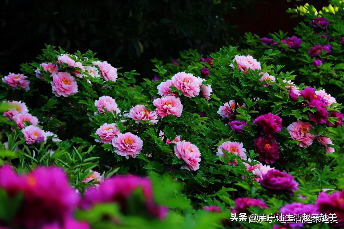 牡丹为什么被称为中国的国花,为什么牡丹能成为中国的国花