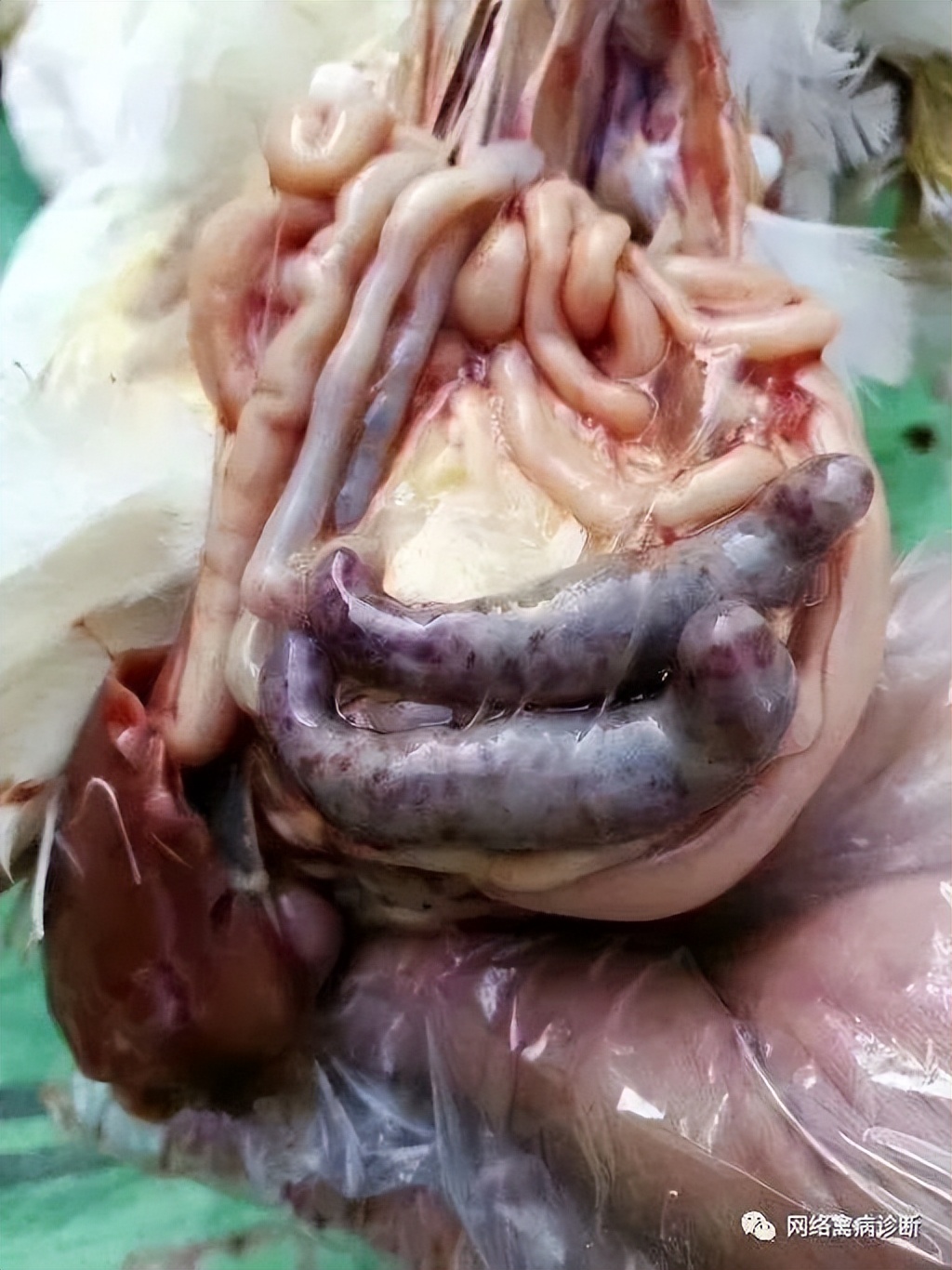 鸡小肠球虫病用什么药,如何治疗鸡小肠球虫病