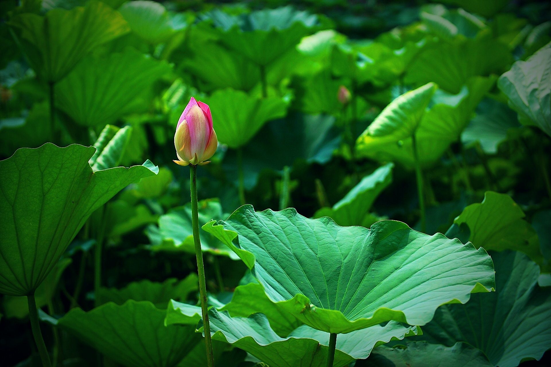 李白的子夜吴歌秋歌,李白子夜吴歌全部诗词