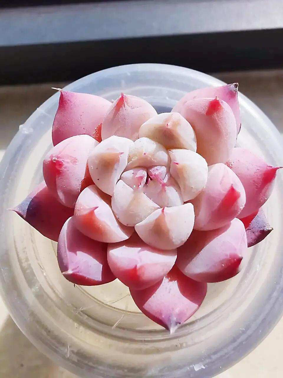 又美又仙的多肉,多肉植物100年的老桩奥普琳娜