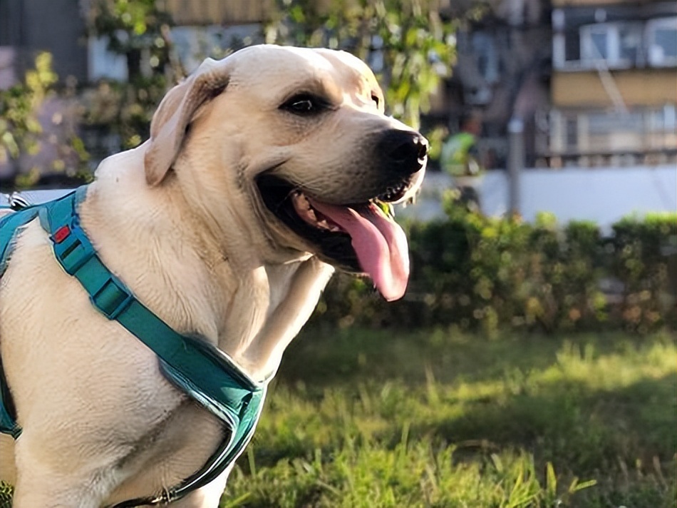 世界最聪明温顺不掉毛的狗排名,哪种狗性格温顺安静而且忠于主人