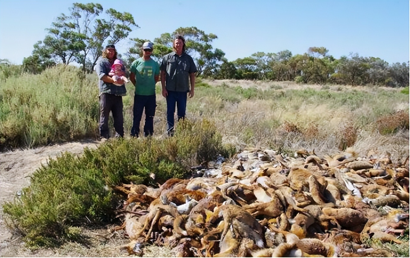 野兔给澳大利亚带来的生态灾难,澳大利亚野兔怎么泛滥成灾