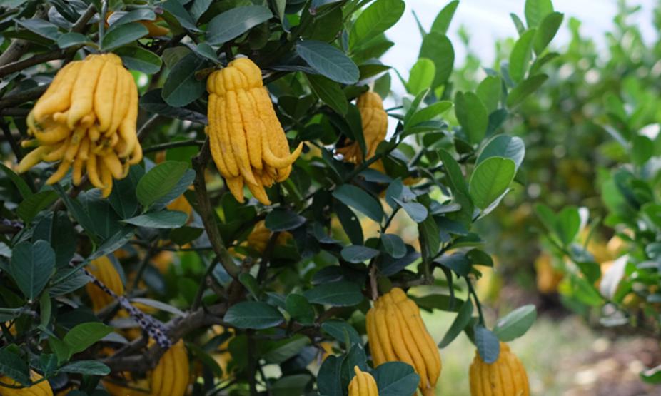 盆栽黄金树的寓意和象征,过年必备寓意好金钱树盆栽